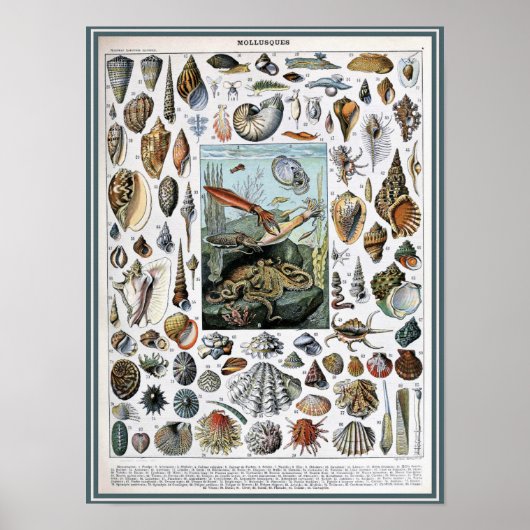 Vintage Marine Life Illustration ポスター (正面)
