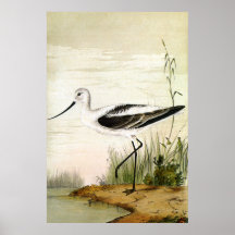 Vintage Marine Life Shorebirds, Avocet Birds