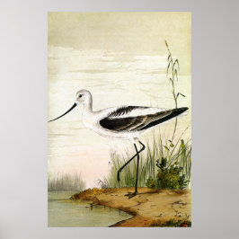 Vintage Marine Life Shorebirds, Avocet Birds ポスター