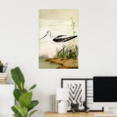 Vintage Marine Life Shorebirds, Avocet Birds ポスター (ホームオフィス)