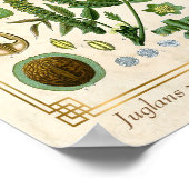 Vintage Medicinal Plant Walnut Tree Nut Botanical ポスター (角)