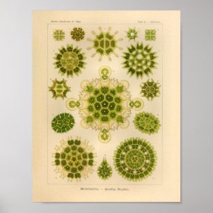 Vintage Melethallia Color Ernst Haeckel Art Print ポスター