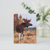 Vintage Moose Painting ポストカード (スタンド正面)