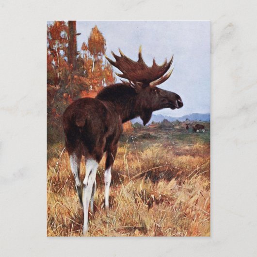 Vintage Moose Painting ポストカード (正面)