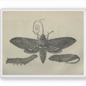 Vintage Moth Metamorphasis Print シール (正面)