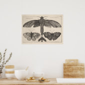 Vintage Moths Butterflies Lepidoptera Print (63) ポスター (キッチン)