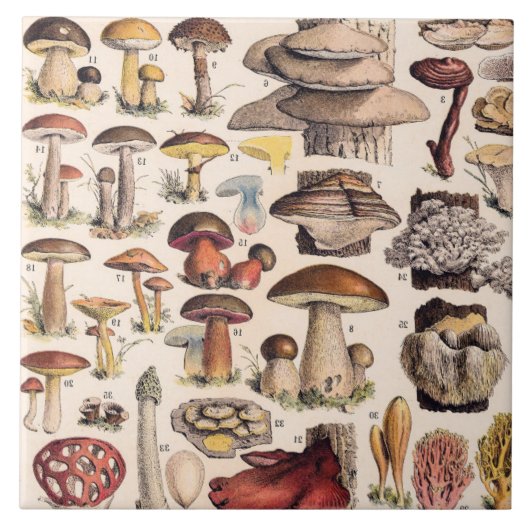 Vintage Mushrooms By Adolphe Millot タイル (正面)