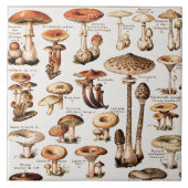 Vintage Mushrooms By Adolphe Millot  タイル (正面)