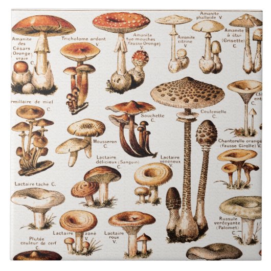 Vintage Mushrooms By Adolphe Millot  タイル (正面)