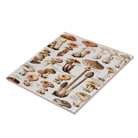 Vintage Mushrooms By Adolphe Millot  タイル (側面)