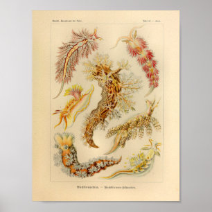 Vintage Nudibranchia Color Ernst Haeckel Art Print ポスター