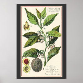 Vintage Nutmeg Plant Fruit Seeds, Food Herbs Spice ポスター