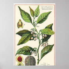 Vintage Nutmeg Plant Fruit Seeds, Food Herbs Spice ポスター