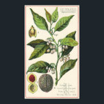 Vintage Nutmeg Plant Fruit Seeds, Food Herbs Spice ポスター<br><div class="desc">Vintage illustration food and spices image featuring nutmeg in various forms,  tree branch with flowers,  fruit and the seed. Figure 1 - Nutmeg tree. Figure 2 - Open flower enlarged. Figure 3 - Fruit in the shell. Figure 4 - Nutmeg natural size.</div>