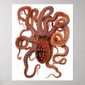 Vintage Octopus Macropus, Marine Aquatic Animals ポスター (正面)