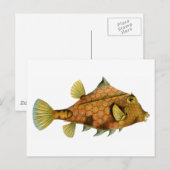 Vintage Orange Fish ポストカード (正面/裏面)