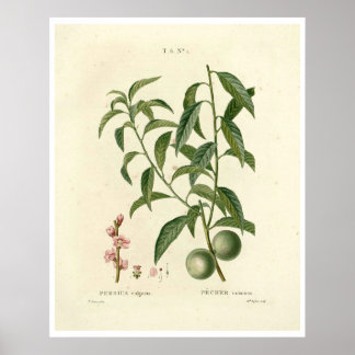 Vintage Peach Tree (Prunus persica) N.1 Poster ポスター