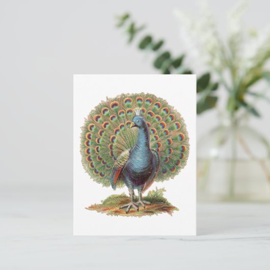 Vintage Peacock...postcard ポストカード (スタンド正面)