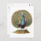 Vintage Peacock...postcard ポストカード (正面/裏面)