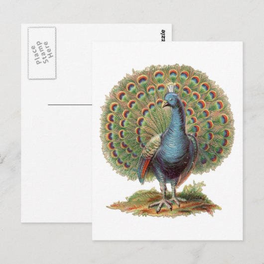 Vintage Peacock...postcard ポストカード (正面/裏面)