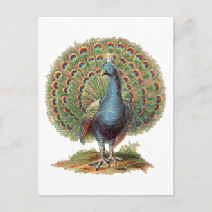 Vintage Peacock...postcard ポストカード