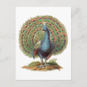 Vintage Peacock...postcard ポストカード (正面)