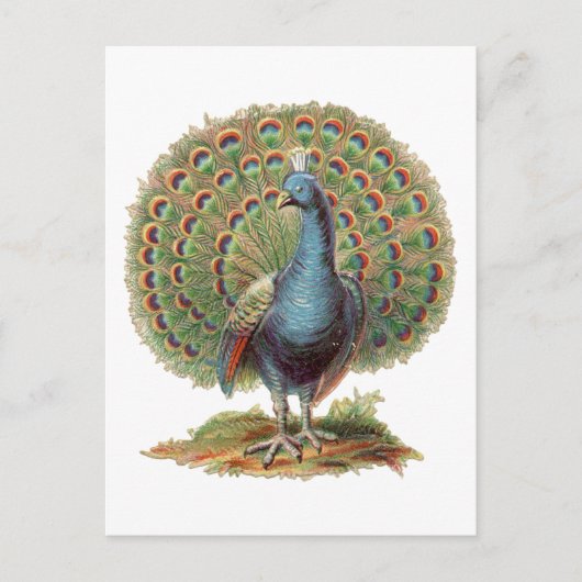 Vintage Peacock...postcard ポストカード (正面)