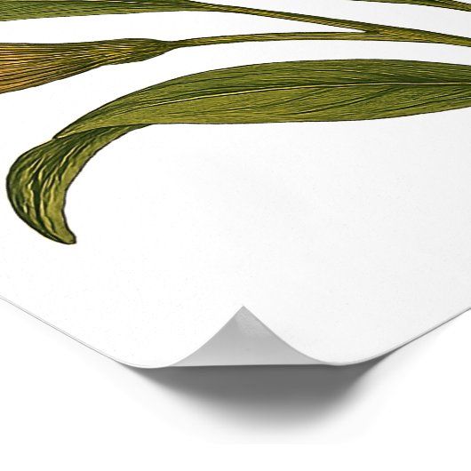 Vintage Peruvian Lily ポスター (角)