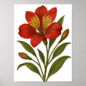 Vintage Peruvian Lily ポスター (正面)