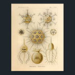 Vintage Phaeodaria Color Ernst Haeckel Print ポスター<br><div class="desc">Vintage color illustration of marine life by Ernst Haeckel.
 I brightened the colors on these classic prints while keeping the patina of the paper intact. Nice art for your shore house or home. View more of our sea shore artwork.</div>