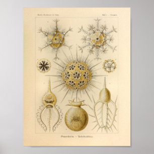 Vintage Phaeodaria Color Ernst Haeckel Print ポスター