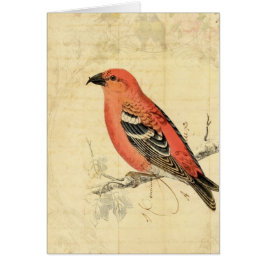 Vintage Pink Bird