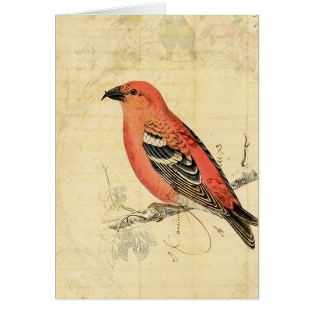 Vintage Pink Bird (正面)