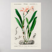 Vintage Pink Cattleya Orchid Botanical Poster ポスター (正面)