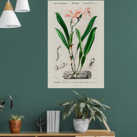 Vintage Pink Cattleya Orchid Botanical Poster ポスター (リビング1)