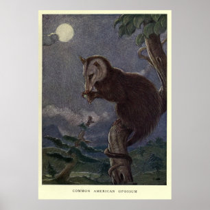 Vintage Possum Painting (1909) ポスター
