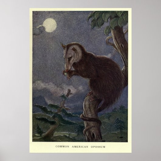 Vintage Possum Painting (1909) ポスター (正面)