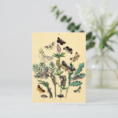 Vintage Print - Bohemian Moths & Butterflies ポストカード (スタンド正面)