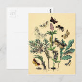 Vintage Print - Bohemian Moths & Butterflies ポストカード (正面/裏面)