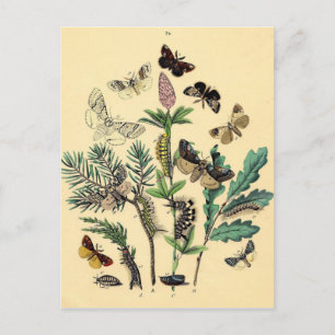 Vintage Print - Bohemian Moths & Butterflies ポストカード