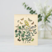 Vintage Print - Lepidoptera - Moths & Butterflies ポストカード (スタンド正面)