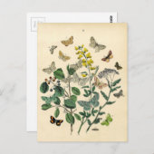 Vintage Print - Lepidoptera - Moths & Butterflies ポストカード (正面/裏面)