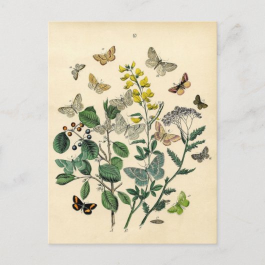Vintage Print - Lepidoptera - Moths & Butterflies ポストカード (正面)