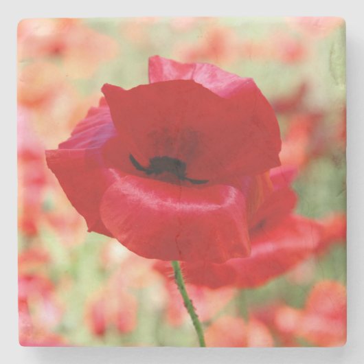 Vintage Red Poppy Flower ストーンコースター (正面)