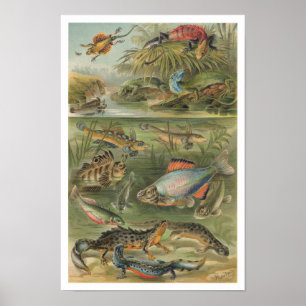 Vintage Reptiles Lizards Fish ポスター