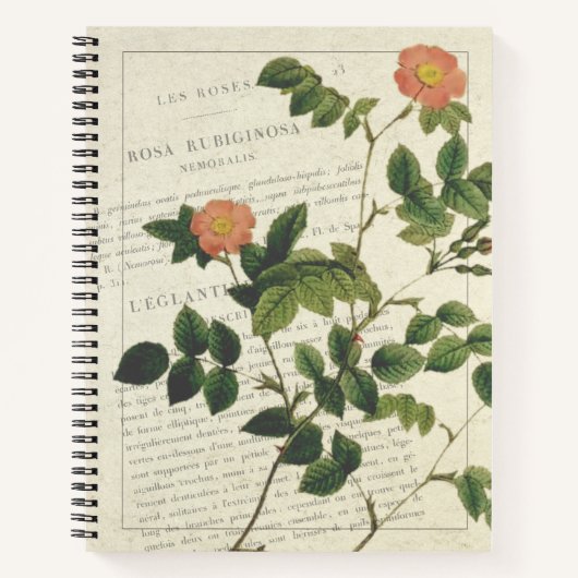 Vintage Rosa rubiginosa nemoralis ノートブック (正面)