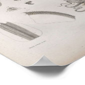 Vintage Scientific Cephalopod Illustrated ポスター (角)