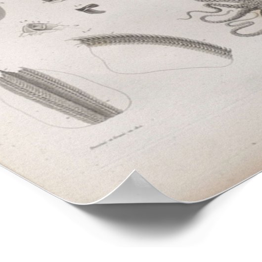 Vintage Scientific Cephalopod Illustrated ポスター (角)