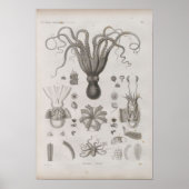 Vintage Scientific Cephalopod Illustrated ポスター (正面)
