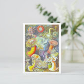 Vintage Sea Anemone Illustration Postcard ポストカード (スタンド正面)